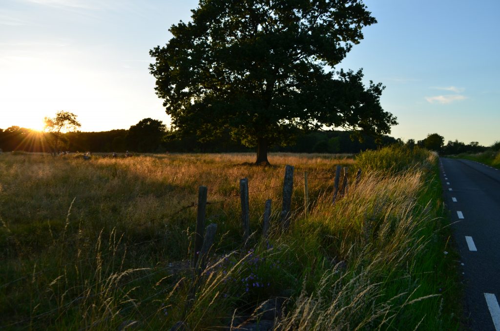 landskap, landskapsplanering, Trädgårdsarkitektur, kunskap