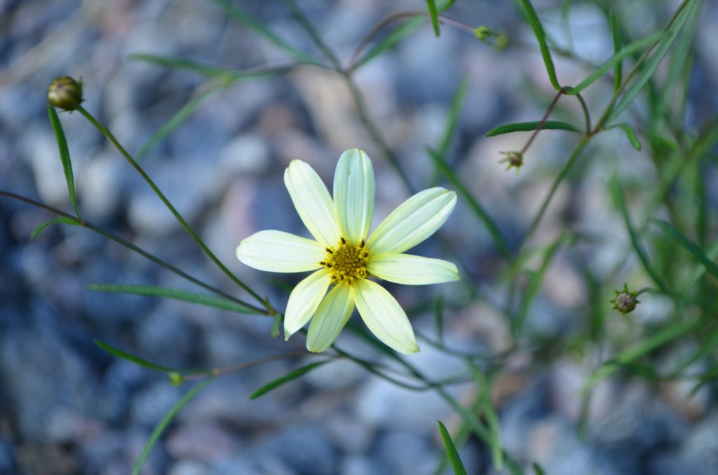 Trädgårdsinspiration, växter, blommor, växtmaterial